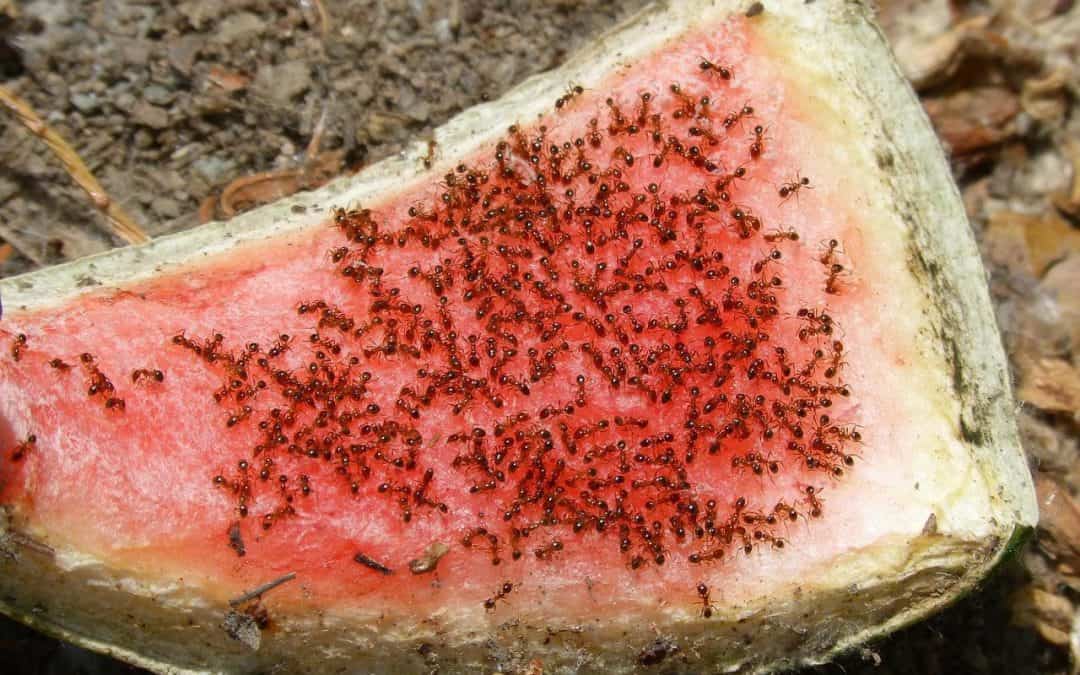 ants on a watermelon ant control