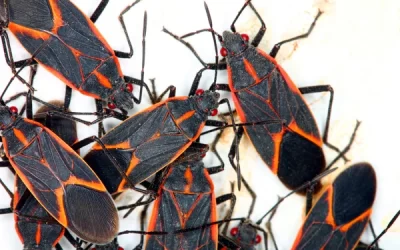 Are Boxelder Bugs, Bugging You?