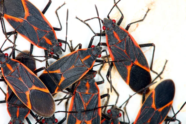 Are Boxelder Bugs, Bugging You?