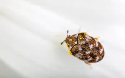 Carpet Beetles Creep Me Out!