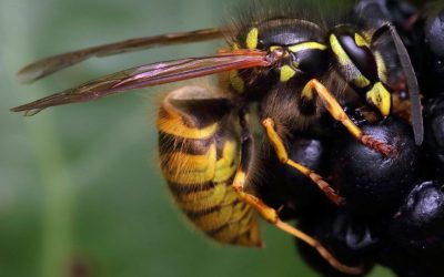 Why worry about Wasps?
