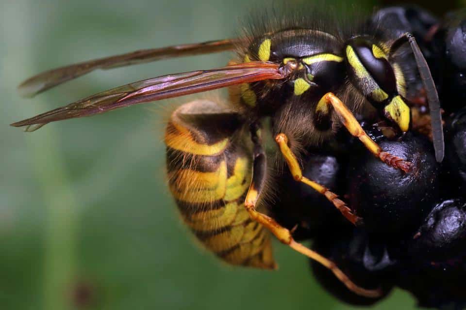 Why worry about Wasps?