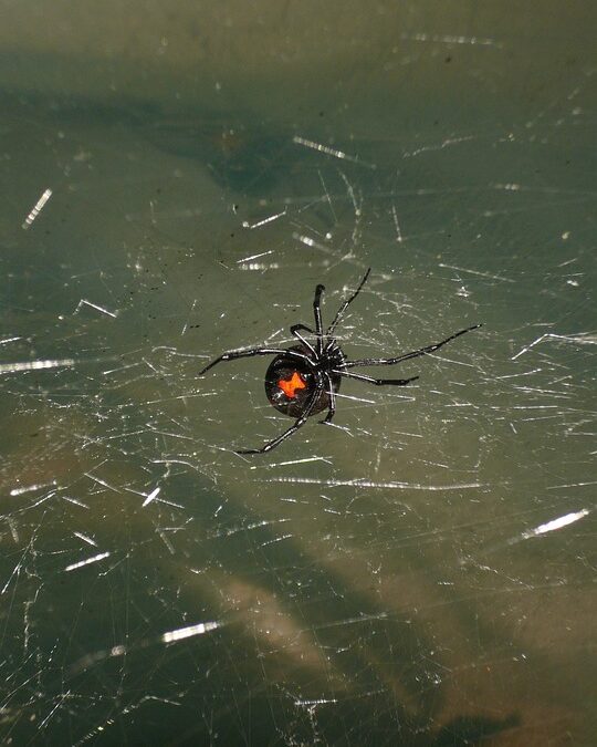 Most Dangerous Spider in Oregon