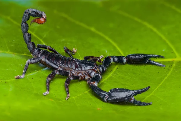 Forest Scorpions in Oregon