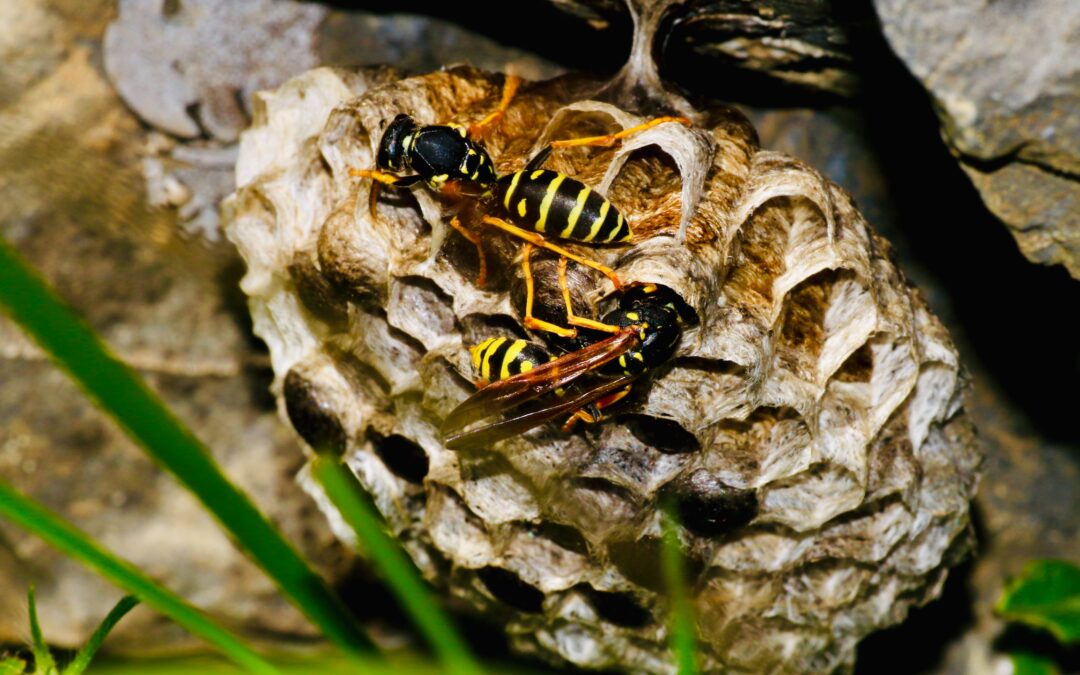 Managing Wasp Infestations: Effective Pest Control Strategies for Oregon Homes